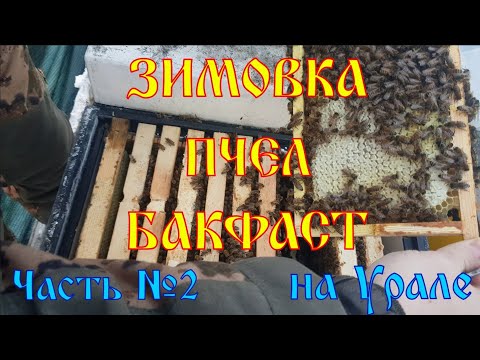 Видео: Плановый зимний осмотр пчел Бакфаст.  Часть №2