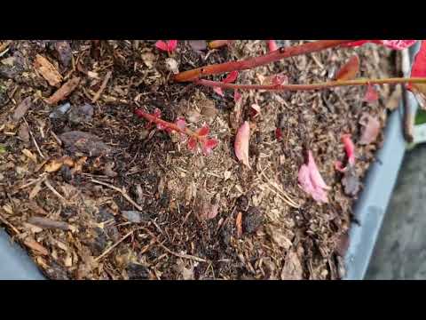 Видео: Как определить урожай на след.год?