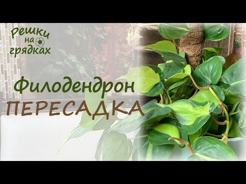 Видео: Филодендрон ПЕРЕСАДКА | Вертикальное выращивание филодендрона
