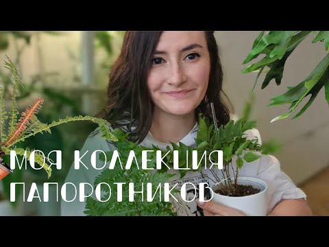 Видео: Моя коллекция папоротников.