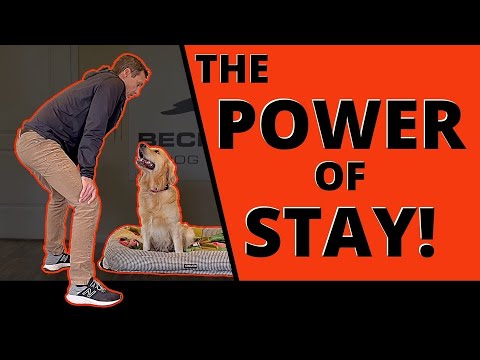 Видео: Как натренировать собаку на стоянку как профессионал! Бесконечные преимущества хорошей стоянки. У...