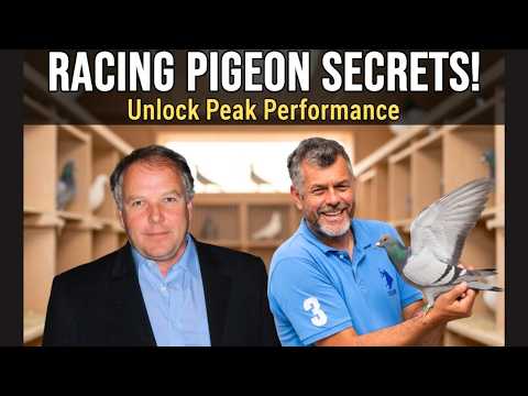 Видео: Гонки голубей в Великобритании: четверка лучших гоночных голубей в Великобритании: Марк Гилберт, ...