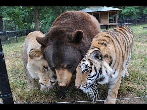Видео: Медведь Балу, лев Лео и тигр Шерхан.