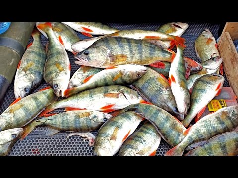 Видео: Вот ЭТО мы ПОПАЛИ в КОТЁЛ!!! Незабываемая рыбалка