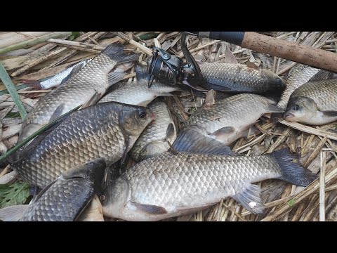 Видео: Ловля КАРАСЯ на ФИДЕР - лапти СТАСКИВАЮТ пикер с подставки, рыбалка на малой реке