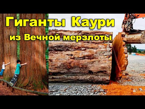 Видео: Гиганты Каури из Вечной мерзлоты.
