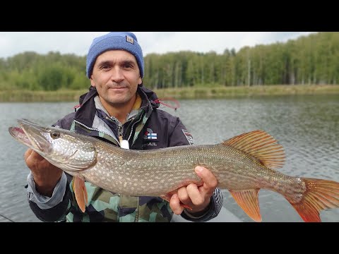 Видео: ЧТО ВЫБЕРЕТ ЩУКА на озере осенью ? Ловля на спиннинг