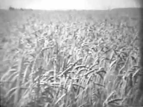 Видео: Производство минеральных удобрений, фильм ссср