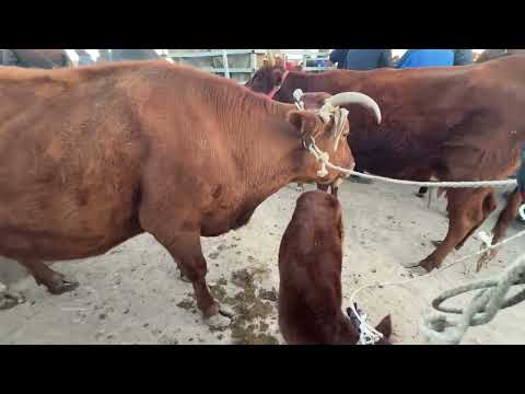 Видео: ОНА БОЛА СИГИР НАРХЛАРИ 6 ноября 2025 г.