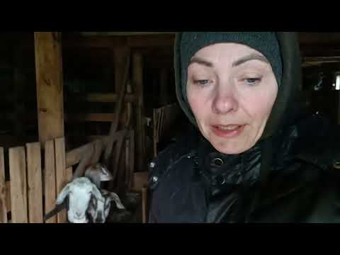 Видео: Где Алтай.Майские морозы.Нужно убирать коз.Утки против хозяйки