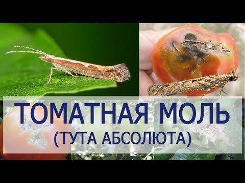 Видео: ТОМАТНАЯ МОЛЬ (ТУТА АБСОЛЮТА)
