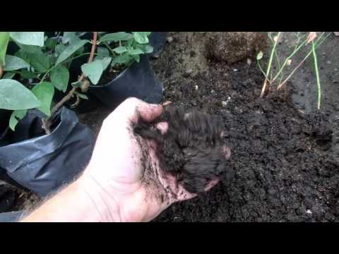 Видео: Почему пропадает голубика? Ответы на вопросы 2