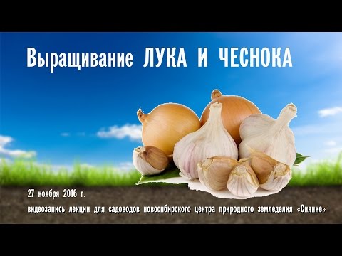 Видео: Выращивание лука и чеснока методами природного земледелия