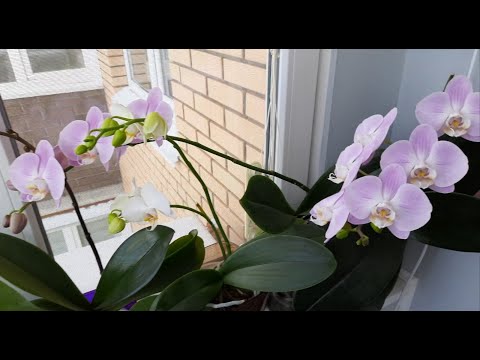Видео: Зимнее цветение орхидей.  Как цветет орхидея без субстрата цветонос орхидеи орхидеи без субстрата