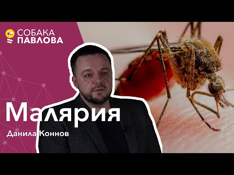 Видео: Малярия - Данила Коннов//малярийный плазмодий, тропическая малярия, гамонт, спорозоит