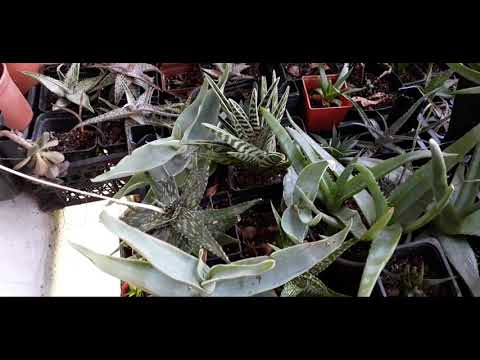Видео: алоэ зимой. как поливать?