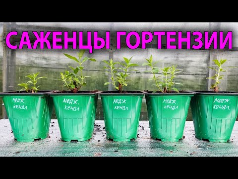 Видео: Прекрати мечтать, начни сажать! Лучшие саженцы гортензии ждут тебя!