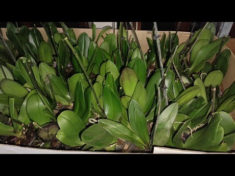 Видео: Завоз отцветашек фаленопсисов.