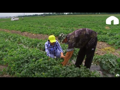 Видео: Коон-дарбыздан кантип жакшы түшүм алууга болот? / Агро Чарба