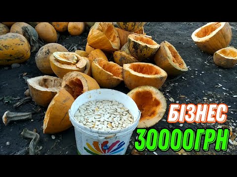 Видео: БІЗНЕС НА ГАРБУЗАХ