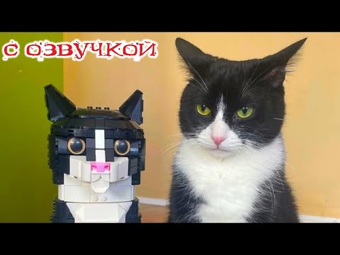 Видео: Приколы с котами! Смешные коты и КОШКИ! - С ОЗВУЧКОЙ! Смешные видео с животными!