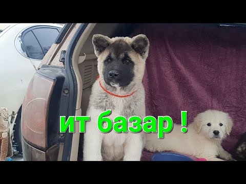 Видео: ит базар Алматы 2024 ! тауық ,қоян ,балық базар!🐓🐇🦃