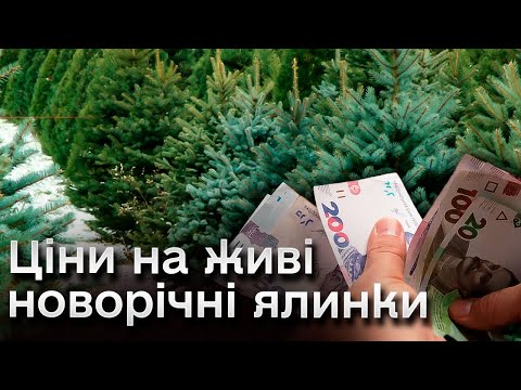 Видео: 🌲 Сезон новорічних ялинок і сосен відкрито! Ціни на живі дерева