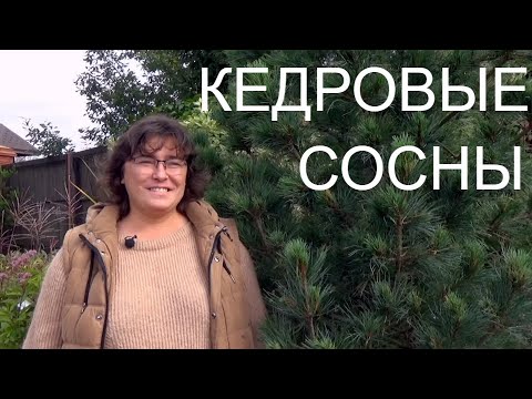 Видео: Кедровые сосны