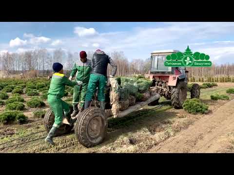 Видео: Загадочный Мир Растений: Открытие потрясающего ассортимента в Питомнике Вашутино