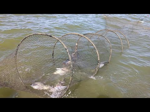 Видео: Рыба есть.Натянули сорванный вентерь и проверили 2х суточные вентеря.#вентеря #ятеря #мережи