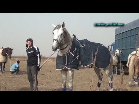 Видео: Ғалымжан мырзаның елден бата алу көкпары 07 11 2021 Жетисай кокпар