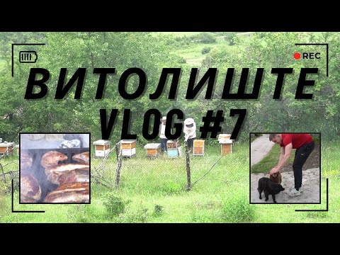 Видео: ИВАНА VS ПЧЕЛИТЕ! / ВИТОЛИШТЕ / VLOG #7