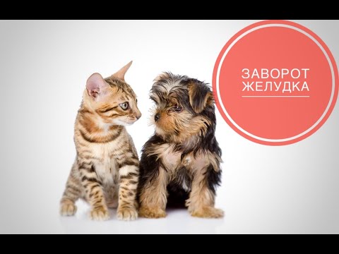 Видео: Заворот желудка