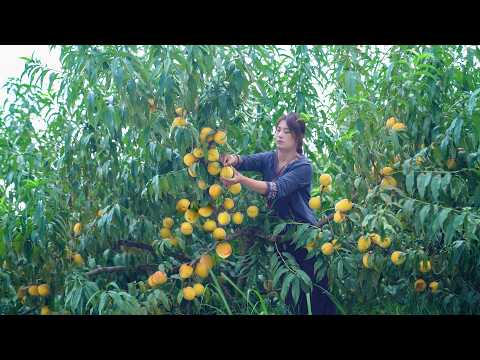 Видео: Жёлтые персики — идеальный ингредиент для вкусных блюд