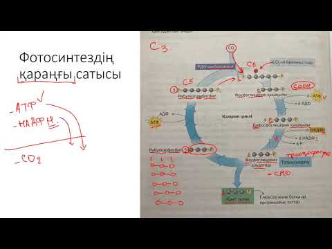 Видео: фотосинтездің қараңғы фазасы (фотосинтез 8-видео)