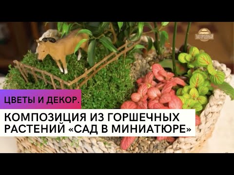 Видео: Композиция из горшечных растений «Сад в миниатюре» \ Цветы и декор.