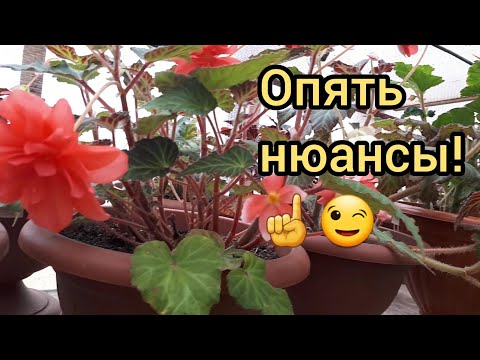 Видео: Черенки БЕГОНИЙ осенью. СОХРАНИТЬ до весны и размножить!