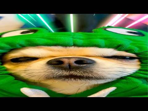 Видео: 😂 ОНИ РЖАЛИ ДО СЛЕЗ! Самые СМЕШНЫЕ ПРИКОЛЫ 2025 года со всего мира! 😂