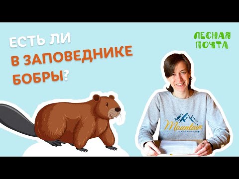 Видео: Есть ли в заповеднике бобры? Лесная почта Лапландского заповедника