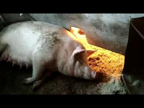 Видео: Осмотр хозяйства на 21 октября! Опоросы, стройка.