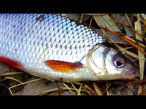 Видео: Ловля на поплавок плотви весною  Весіння рибалка на вудку