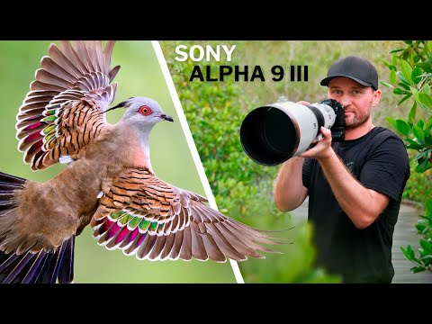Видео: Birds In FLIGHT со скоростью 120 кадров в секунду! Потрясающие результаты! | Sony A9 III в действии!
