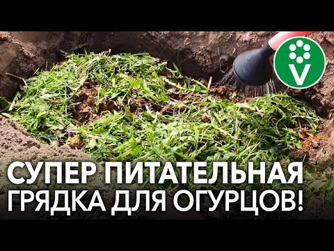 Видео: ОГРОМНЫЙ УРОЖАЙ ОГУРЦОВ при посадке на ОГУРЕЧНУЮ ГРЯДКУ. Самая подробная инструкция