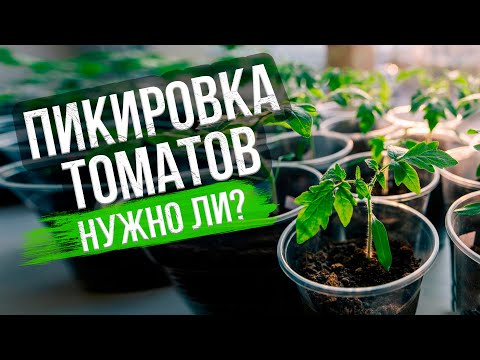Видео: Снимаем стресс от пикировки! Регуляторы роста для рассады