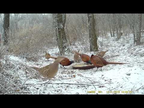 Видео: Шок!Сколько Всего Фазанов на кормушке???