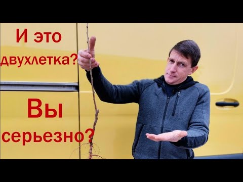 Видео: Что вы должны спросить при покупке саженцев?