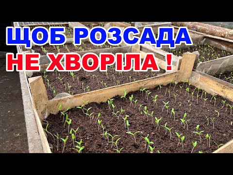 Видео: Чорна ніжка у розсади не з'явиться ! ПРОФІЛАКТИКА