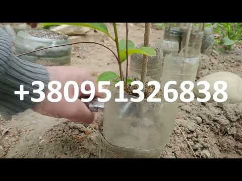 Видео: Эксклюзивный метод прививки хурмы от Степана Михайловича.