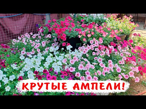 Видео: Крутые ампельные петунии! Опера в малых объемах!