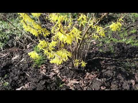 Видео: Форзицию пора стричь.